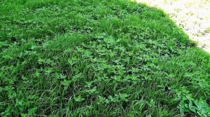 Газон. Как посетить газон на глине своими руками!