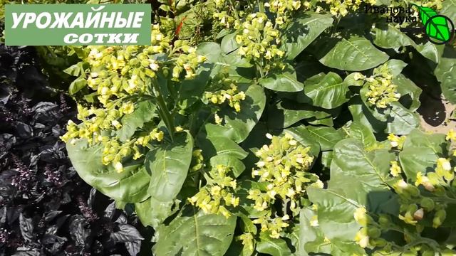 Средство от насекомых... С ГРЯДКИ! Вырасти сам и используй БЕСПЛАТНО! смотреть онлайн