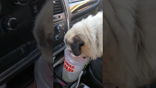 Thirsty Pug смотреть онлайн