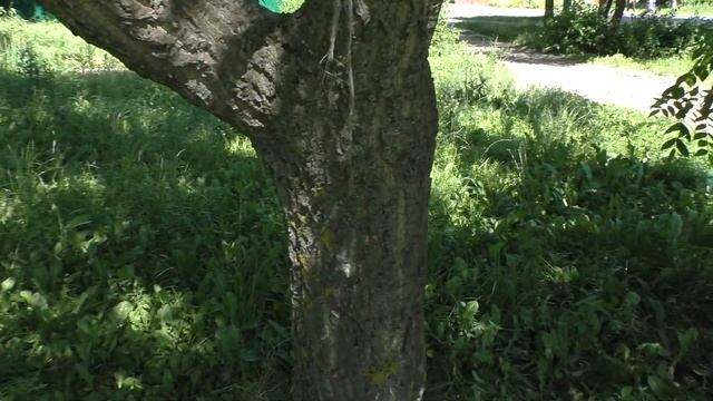 Бархат амурский в Пензе. смотреть онлайн