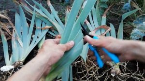 ИРИСЫ БОРОДАТЫЕ. Деление и посадка. СЕКРЕТЫ УСПЕХА.