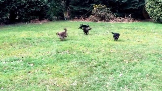 How To Train A Poodle | Dog World смотреть онлайн