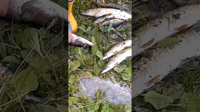 рыбалка с сыном на спиннинг. озеро Улагач 17.06.23 смотреть онлайн