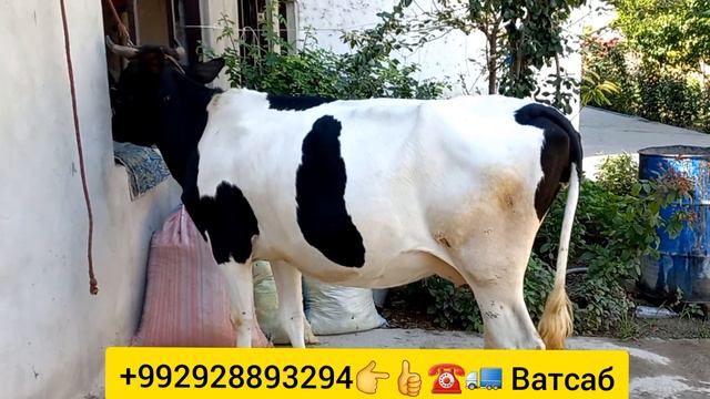 Алтайский порода Бугуз Наздик Нархш 14000 Момила Дорад 👍👉☎️🐄🚛 смотреть онлайн