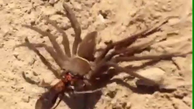 Муха ест паука смотреть онлайн