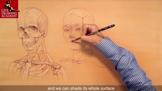 Drawing Face Proportions смотреть онлайн