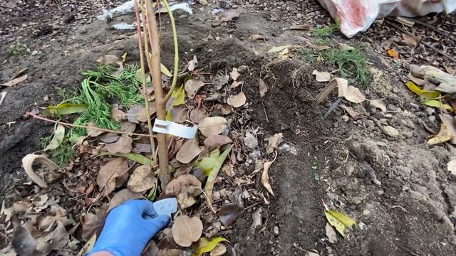 ПЕРСИК. Амурский ВИНОГРАД.Подготовка к укрытию. Способ зимнего укрытия. смотреть онлайн