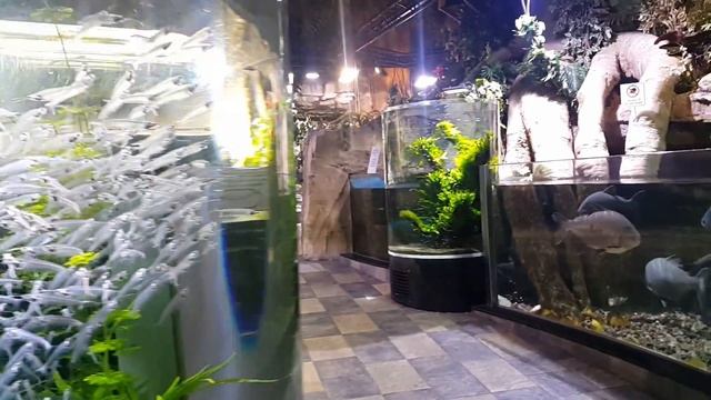 Exploring DUBAI AQUARIUM  UNDERWATER ZOO