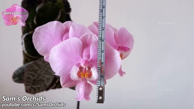 Phalaenopsis schilleriana 'Pink Butterfly' species orchid blooming смотреть онлайн