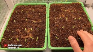 Появились всходы помидор? Как не испортить рассаду сразу после всходов.