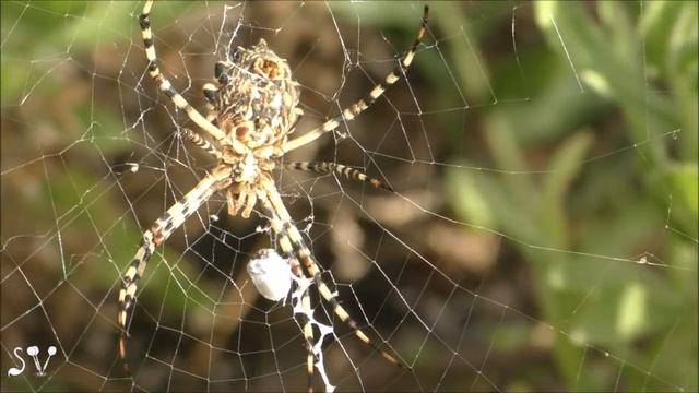 Spider Argiope lobata /Аргиопа дольчатая / נקבת עכביש כסופי מפורץ смотреть онлайн