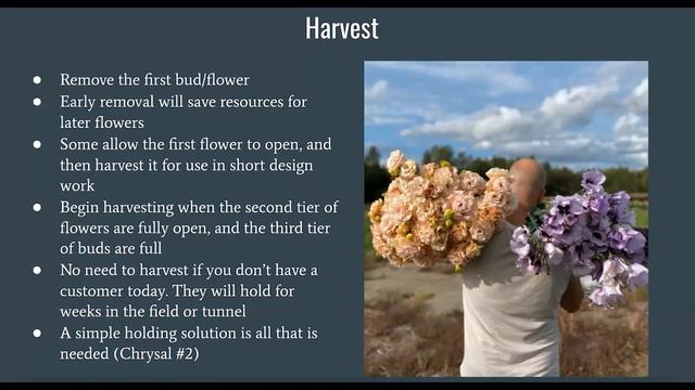 Virtual Cut Flower Short Course with Farmer Bailey Learning Lisianthus смотреть онлайн