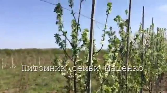 Трёхлетний сливовый карликовый сад . смотреть онлайн