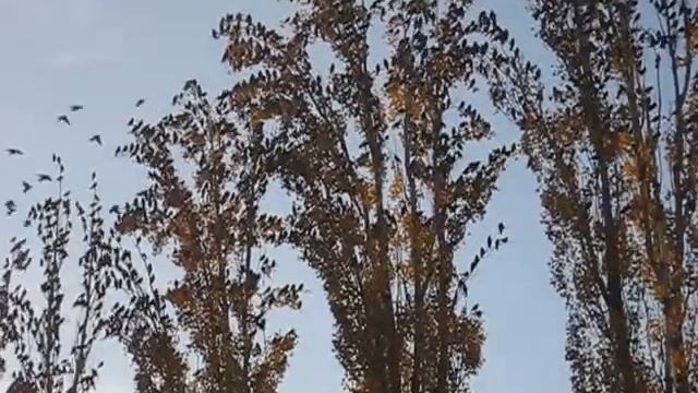 Скворцы готовятся к отлету в теплые края смотреть онлайн