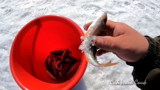 Вот ЭТО Я наловил рыбы! Рыбалка!!! смотреть онлайн