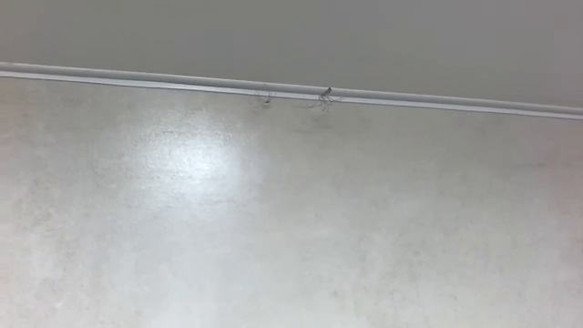 Spider with baby spider / Паук с паучком смотреть онлайн