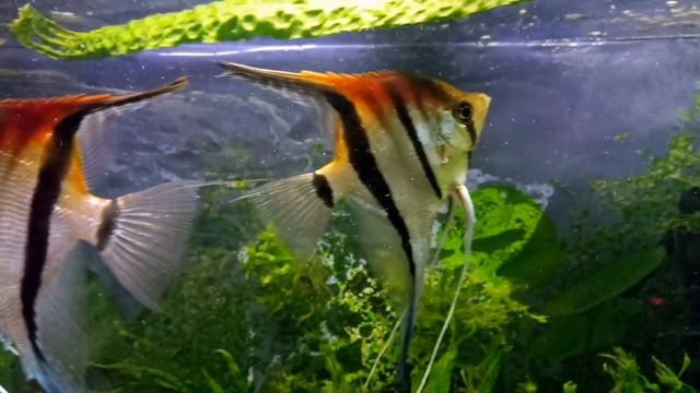 Естественная красота скалярии Манакапуру / Pterophyllum scalare Manacapuru смотреть онлайн