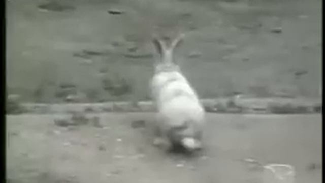 Вот что бывает если скрестить кота и кролика! смотреть онлайн