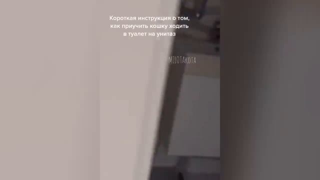 Смешные котики #70.mp4 смотреть онлайн