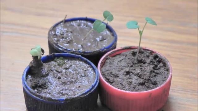 Nikon coolpix p100 Growing plant test смотреть онлайн