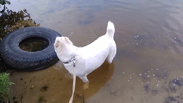 Алабай и котята. смотреть онлайн