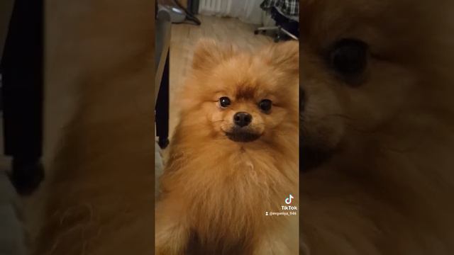 Шпиц померанский смотреть онлайн