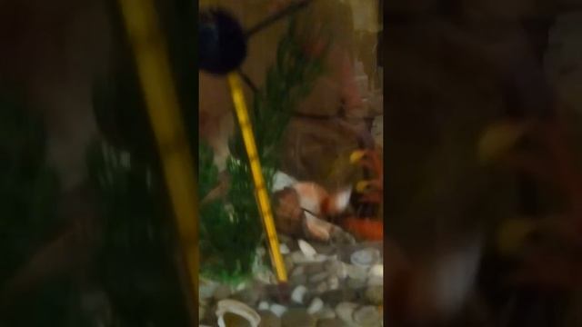 Как ухаживать за меченосцами. смотреть онлайн