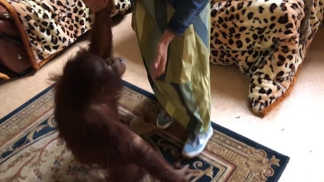 Дана любит поиграть! Тайган смотреть онлайн