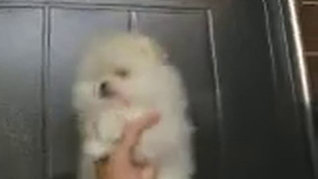 Померанец шпиц малыш продается