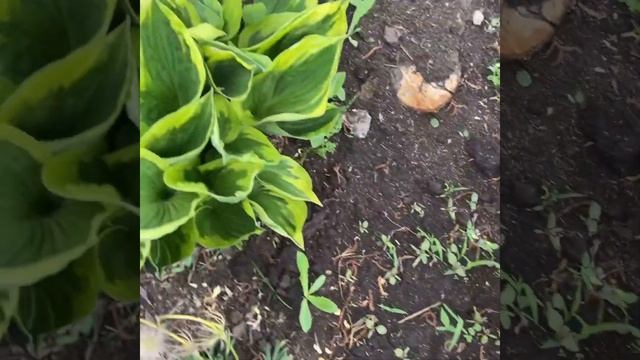 Hosta «Cold Heart» . Хоста голд харт смотреть онлайн