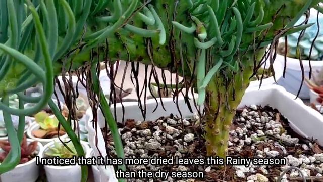 Mermaid's Tail Succulent Grooming | Crested Succulent Senecio Vitalis 다육식물 | 多肉植物 | Suculentas