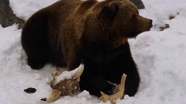 Обгрызает череп с рогами