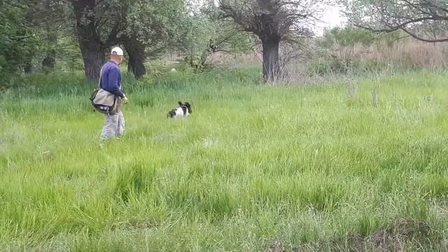 Английский Спрингер-Спаниель