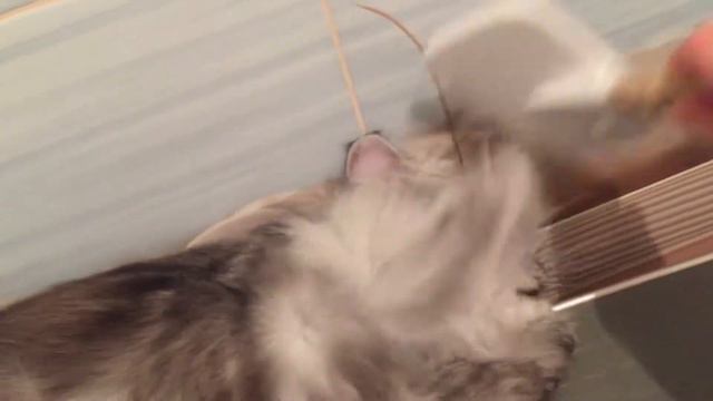 Сушим Кота феном смотреть онлайн