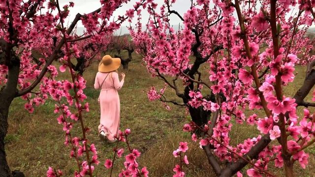 Персиковые сады в Крыму смотреть онлайн