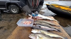 В поисках трески Баренцево море Териберка июнь 2019