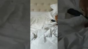 Принять роды у собаки сиба-ину дома. Помочь щенкам закричать. Take the first birth in dogs at home.