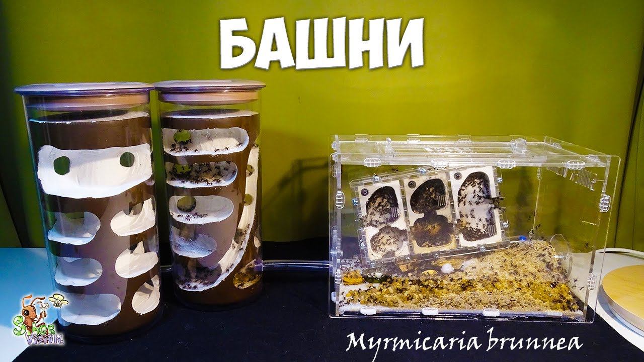 Переселяем муравьев в башни ● Myrmicaria brunnea смотреть онлайн