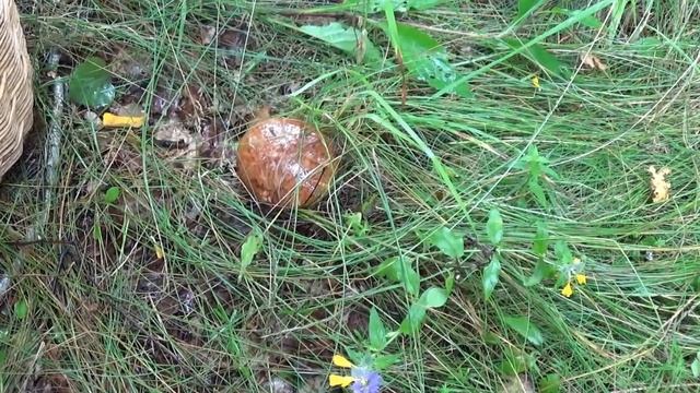 87_1. За белыми грибами и лисичками по посадкам июль 2020.