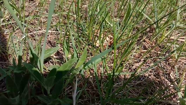 Маслята. Первые молоденькие маслята весной в 2021 году смотреть онлайн