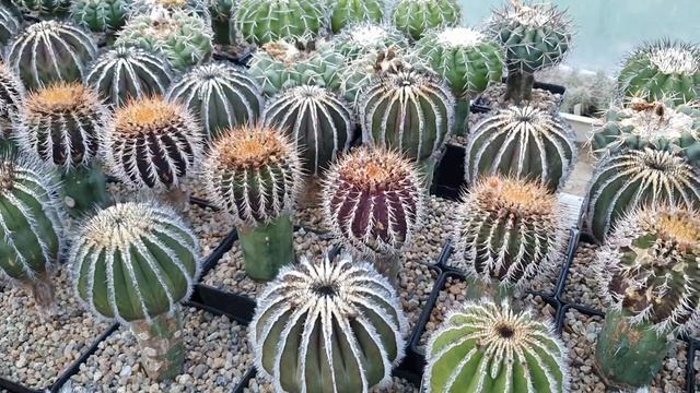 Кактусы Игоря и Елены Сытник. Discocactus, Uebelmannia, и другие смотреть онлайн