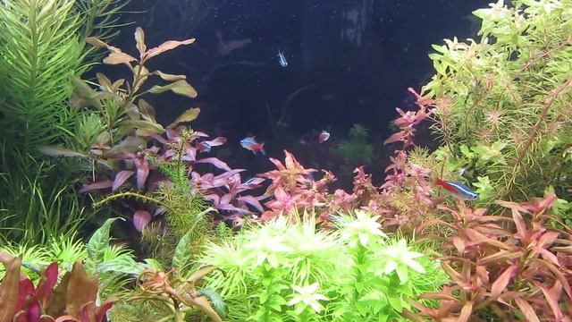 Нитрат и фосфат в аквариуме, пропорция Редфилда, водоросли в аквариуме. смотреть онлайн