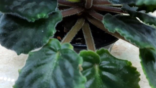 Старая фиалка! Как определить что нужна пересадка? смотреть онлайн