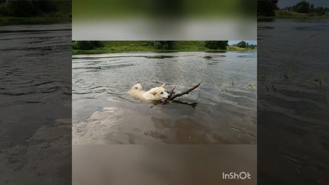 Лайки Соловьева : Белкунья . Лучшие фото - моменты !!! 😍😍😘😘 смотреть онлайн