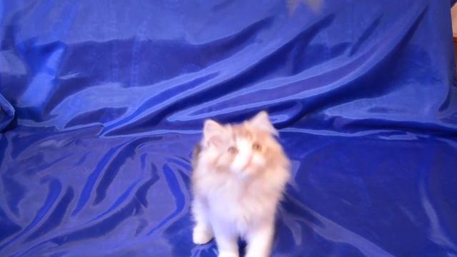 Хайленд страйт Armani Gold Latif смотреть онлайн