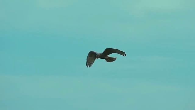 ВИКА ЦЫГАНОВА - ОГОНЬ ПЕРЕМЕН смотреть онлайн