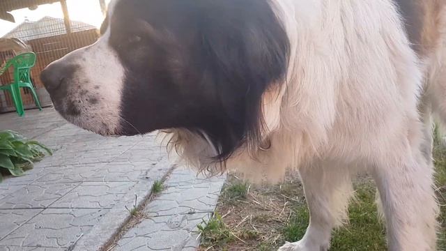 Люблю я помидоры. Московская сторожевая Булат. Собака медведяка смотреть онлайн