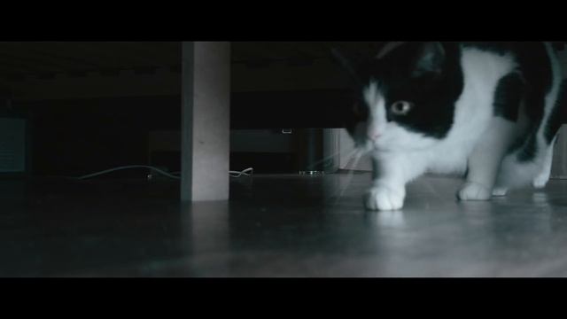 Where did my family photo go? True Catective. Series 1 смотреть онлайн