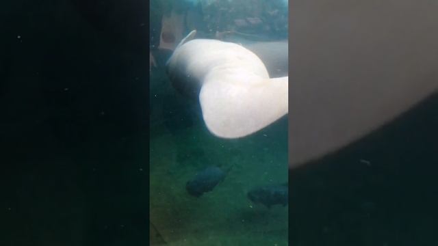 Ламантин морская корова зоопарк Париж. manatee sea cow paris zoo 海牛 海牛 巴黎动物园 смотреть онлайн