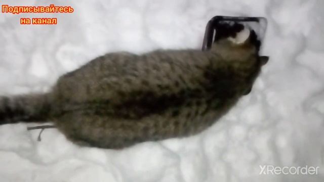 Кормим бездомных котов зимой в мороз ? понравился котик?) Делай добро смотреть онлайн